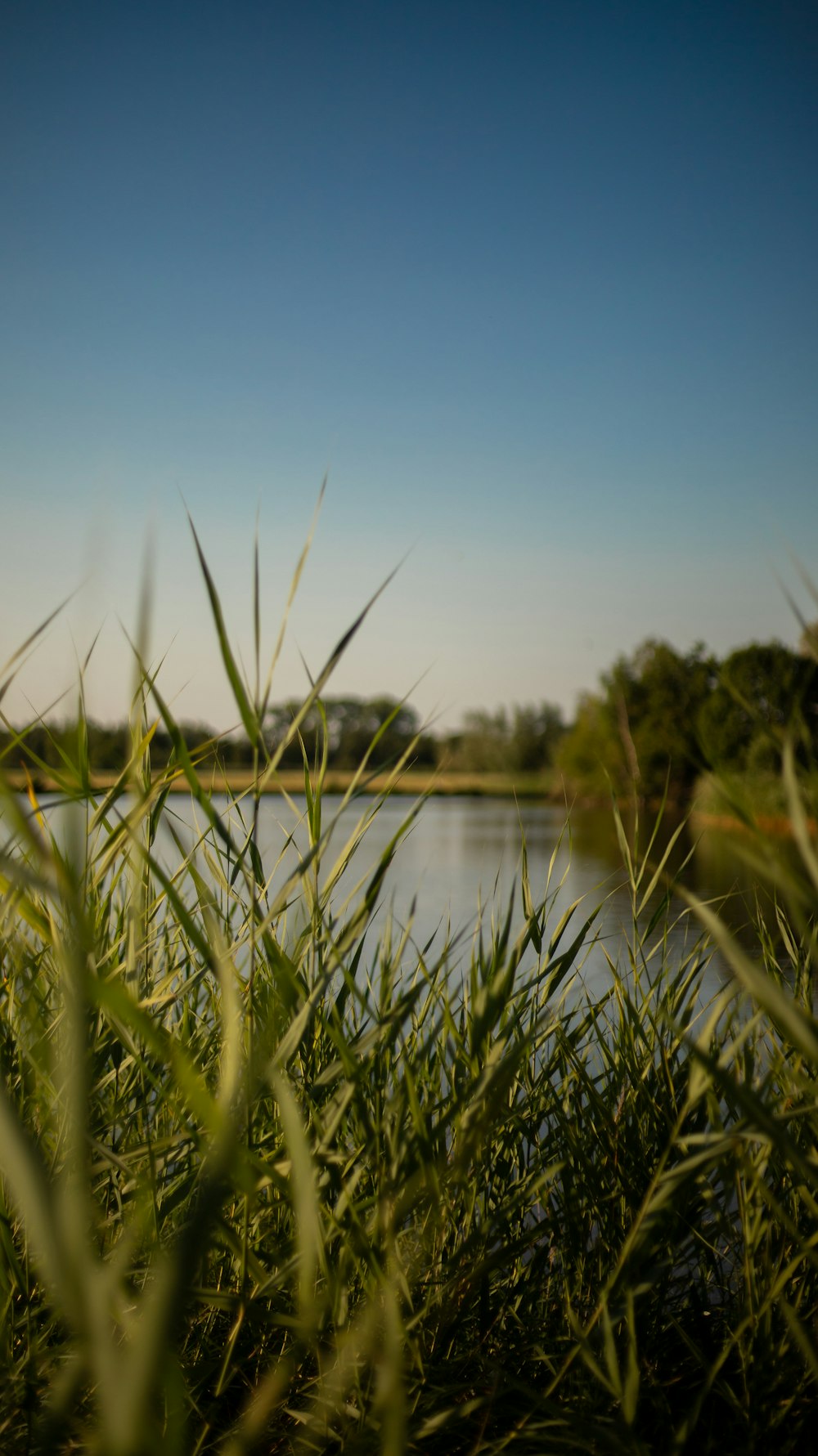 a body of water surrounded by grass and trees