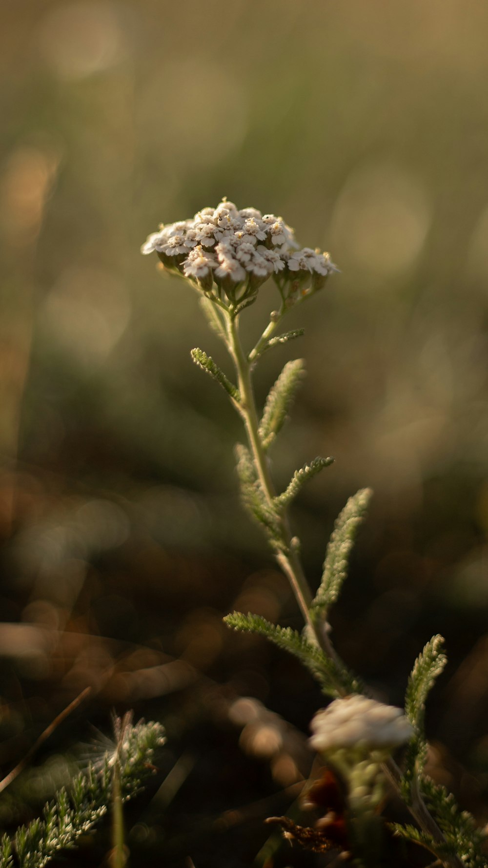 eine nahaufnahme einer kleinen weißen blume