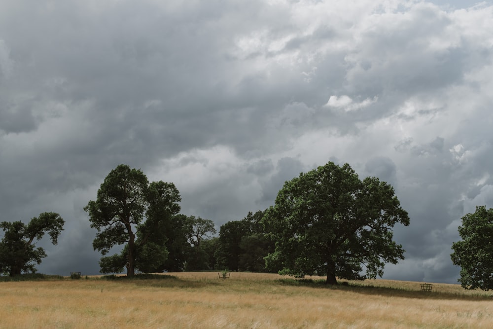 a group of trees on a grassy hill under a cloudy sky