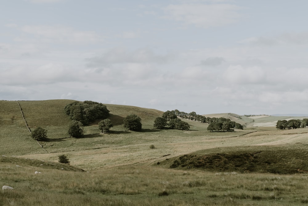 a grassy field with trees in the distance