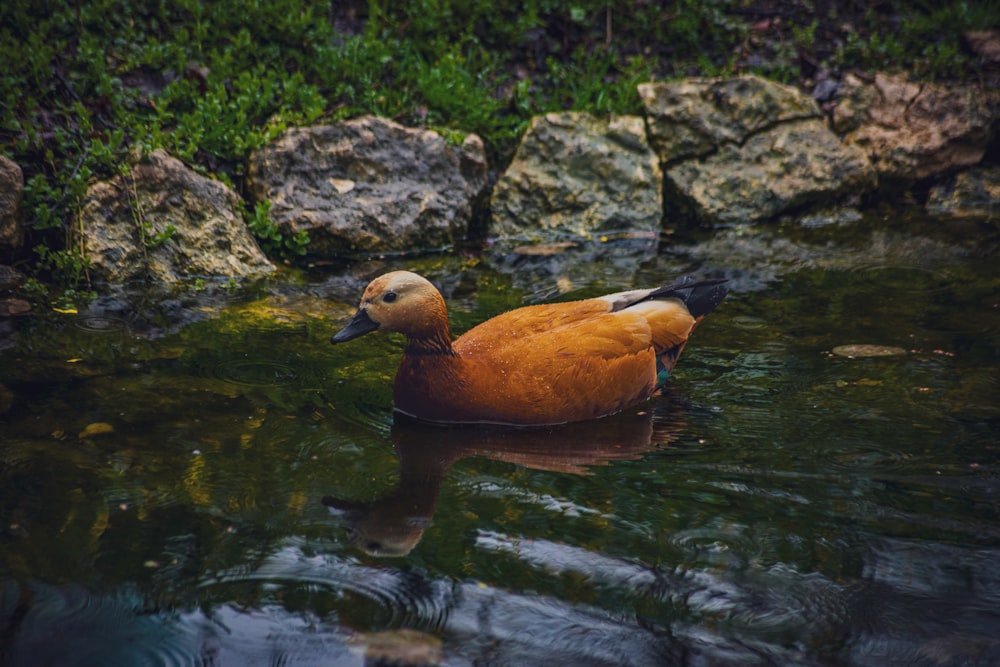 a duck floating on top of a body of water