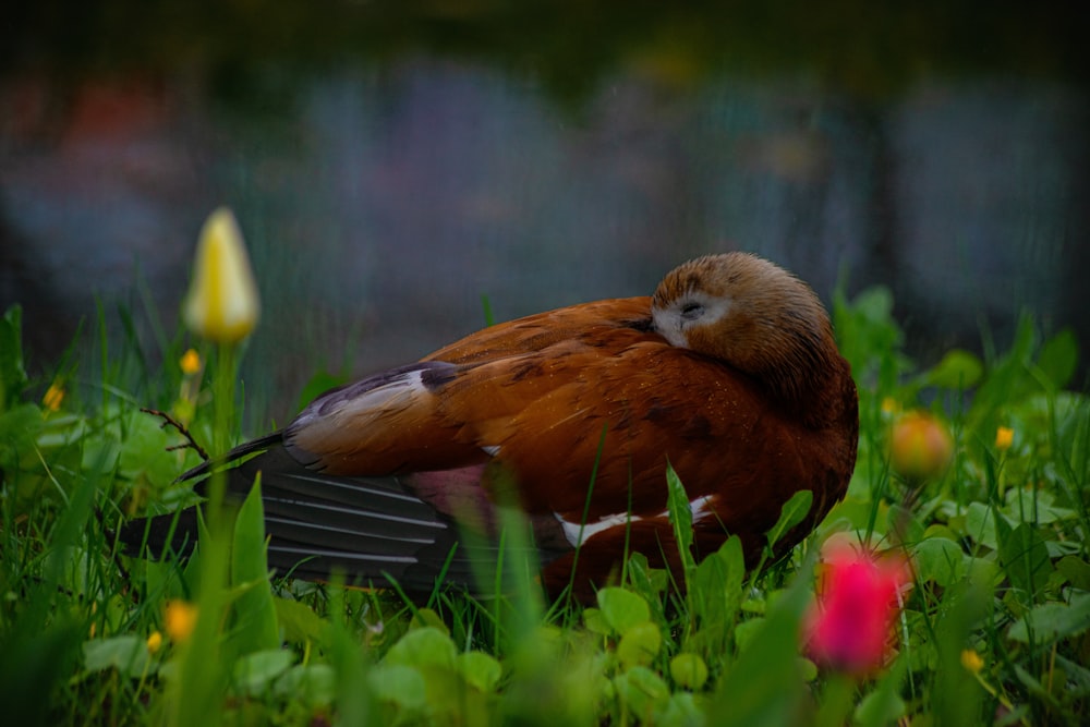 a bird sitting in the grass next to a flower