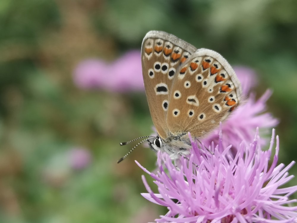 a brown butterfly sitting on top of a purple flower