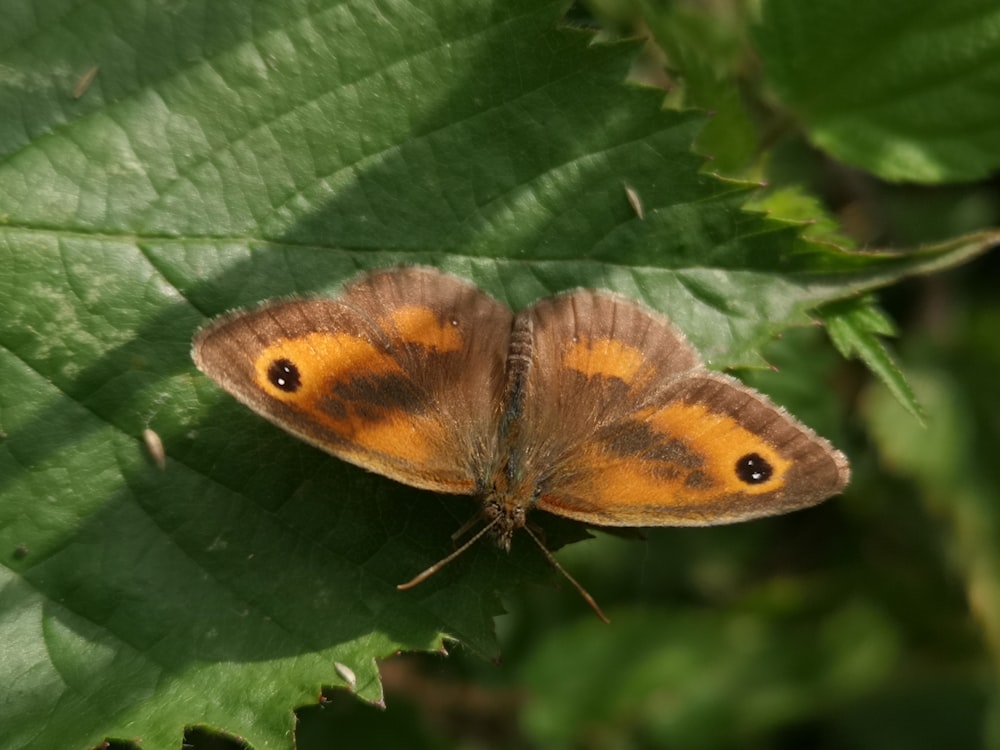 a brown and orange butterfly sitting on a green leaf