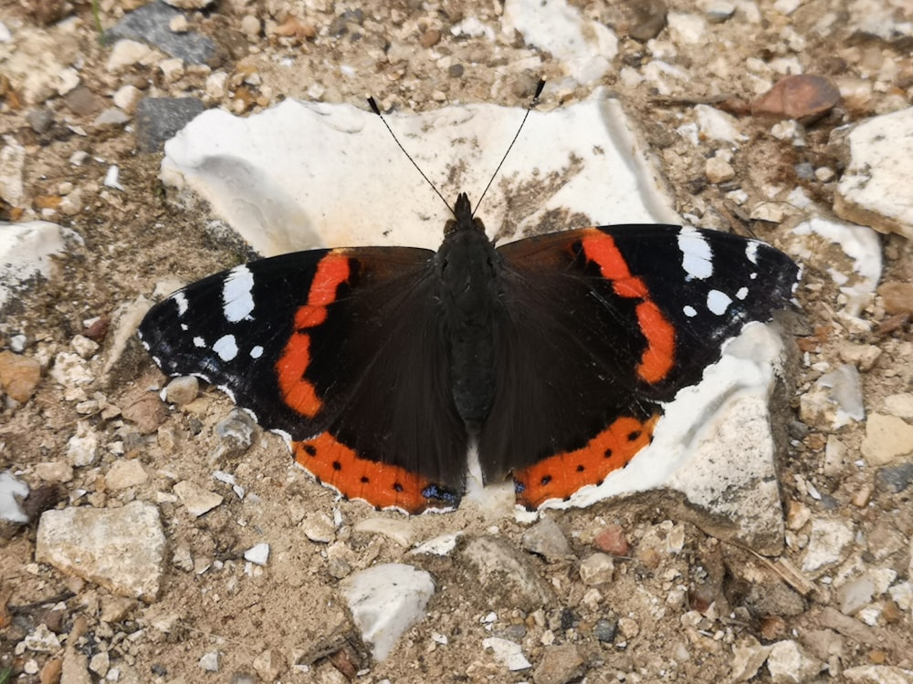 a close up of a butterfly on a rock