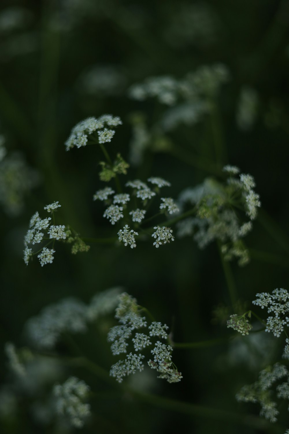 a close up of a bunch of white flowers