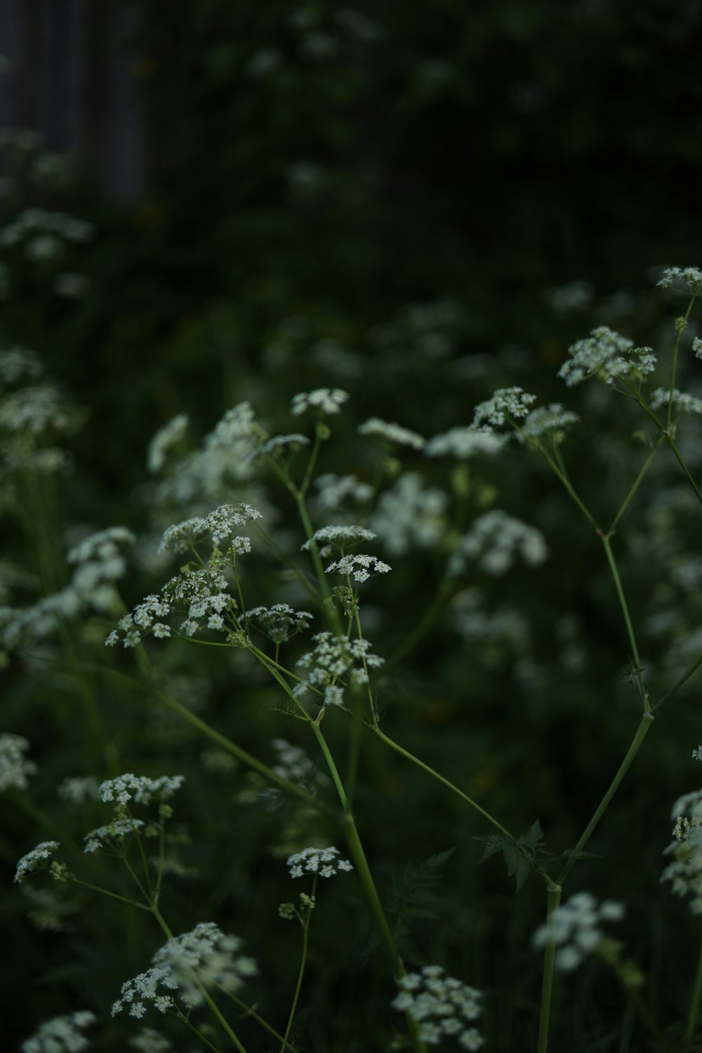 a bunch of flowers that are in the grass