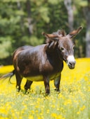 A dark brown donkey with large ears stands in a vibrant field of yellow wildflowers, with a blurred background of green foliage.