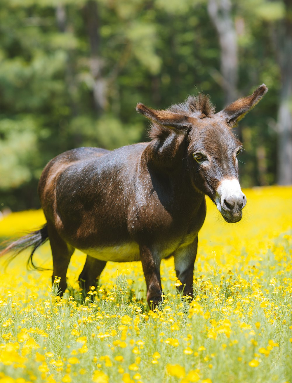 a small horse standing in a field of yellow flowers