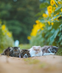 Four fluffy cats with expressive faces lie on a dirt path surrounded by vibrant yellow sunflowers and lush green foliage. The focus is on the cats, creating a serene and slightly whimsical atmosphere.