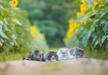 Four fluffy cats with vivid eyes are lying closely together on a path surrounded by tall sunflower plants. The cats have diverse fur colors, and the scene conveys a sense of tranquility in a vibrant, lush garden.