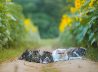 A group of community cats lounging in a sunny garden, surrounded by greenery.