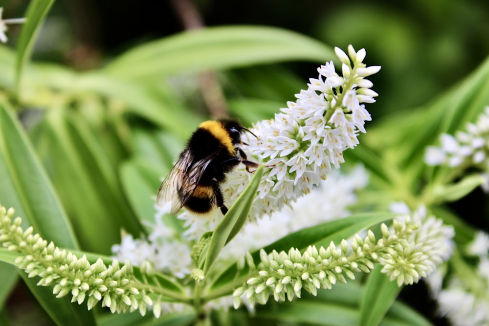 a close up of a bee on a flower