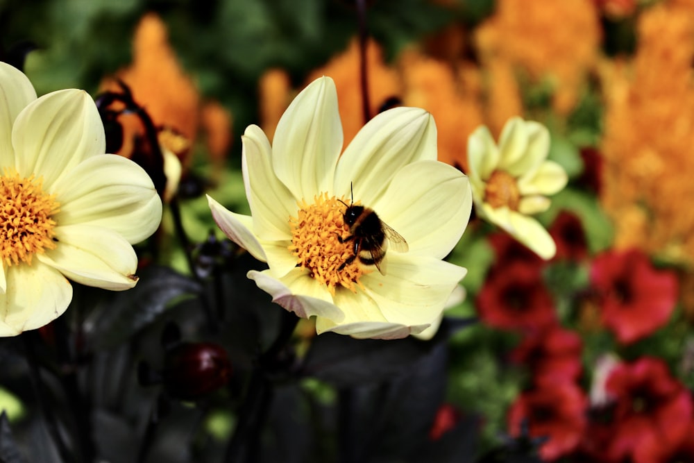 a bee is sitting on a yellow flower
