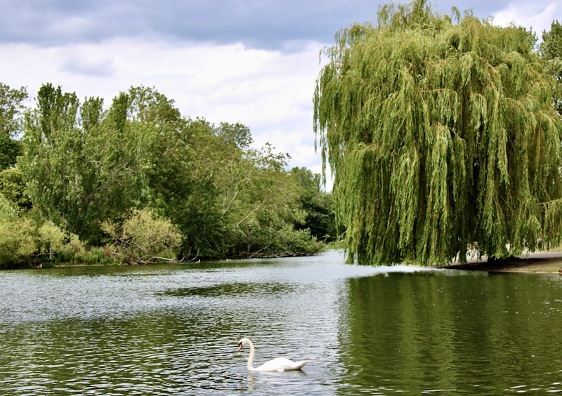Regent’s Park lake and gardens