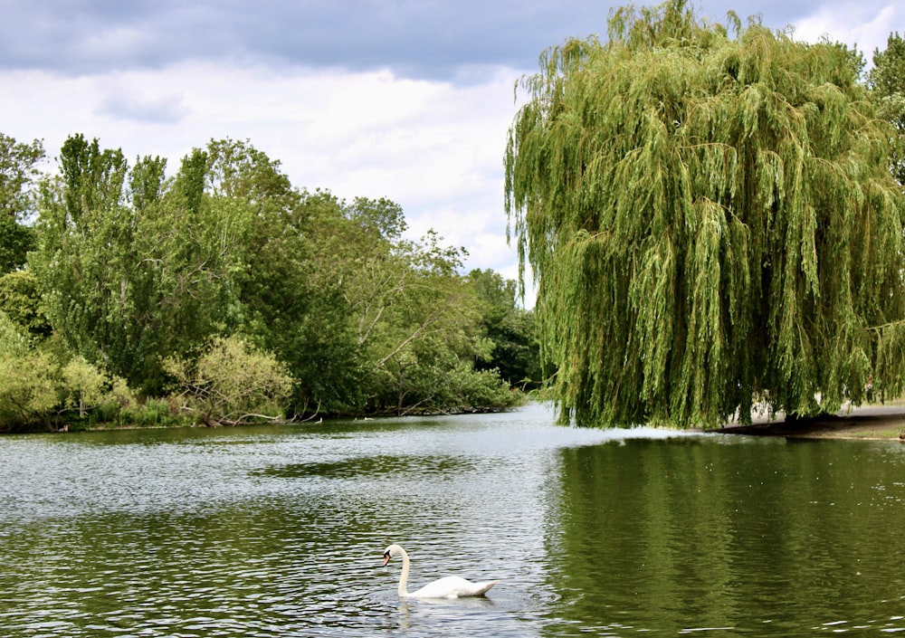 a white swan swimming in a lake next to a tree