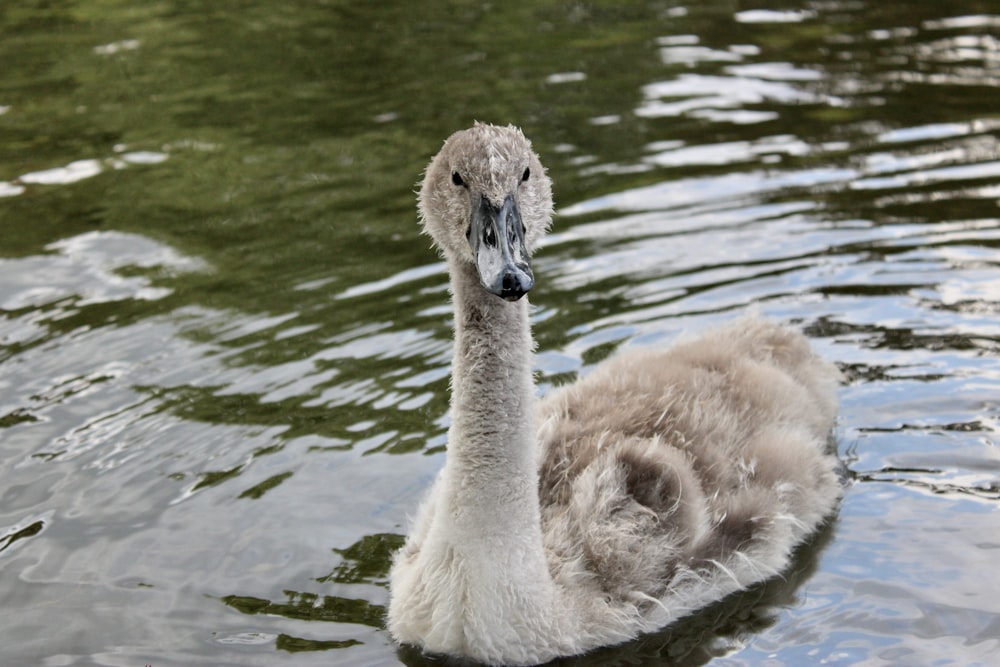 a baby swan is swimming in the water
