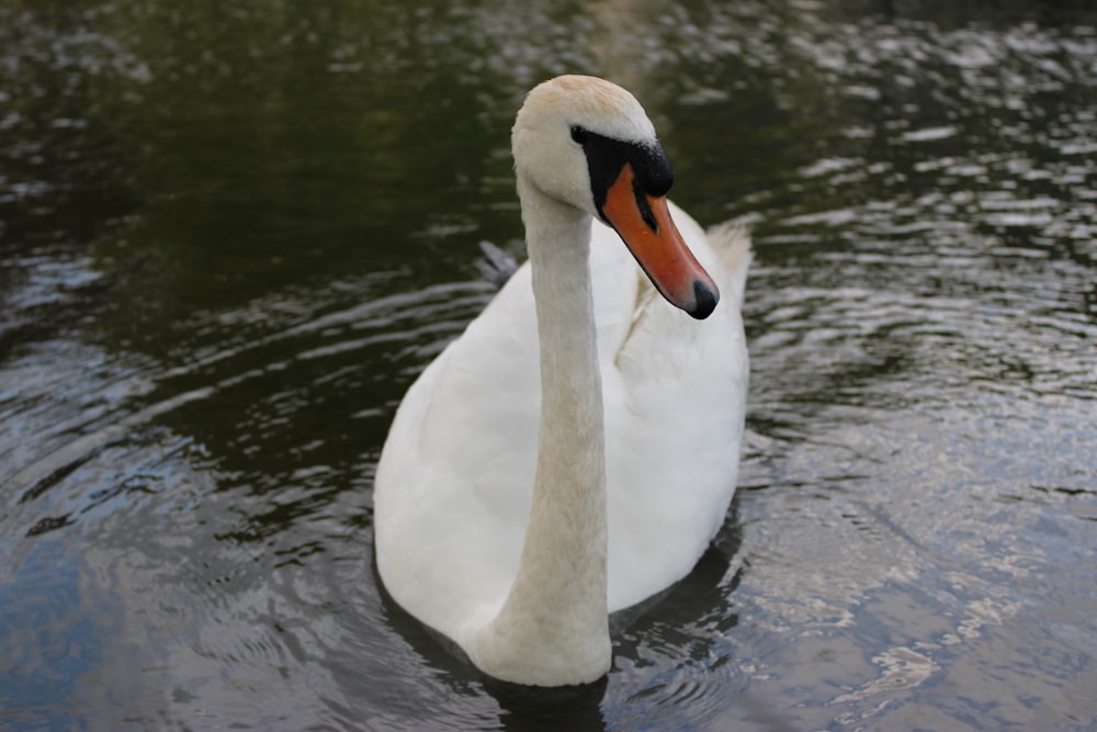 a white swan is swimming in the water