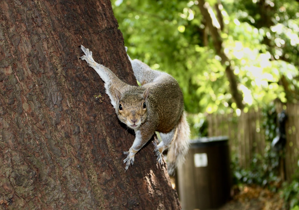 a squirrel climbing up the side of a tree