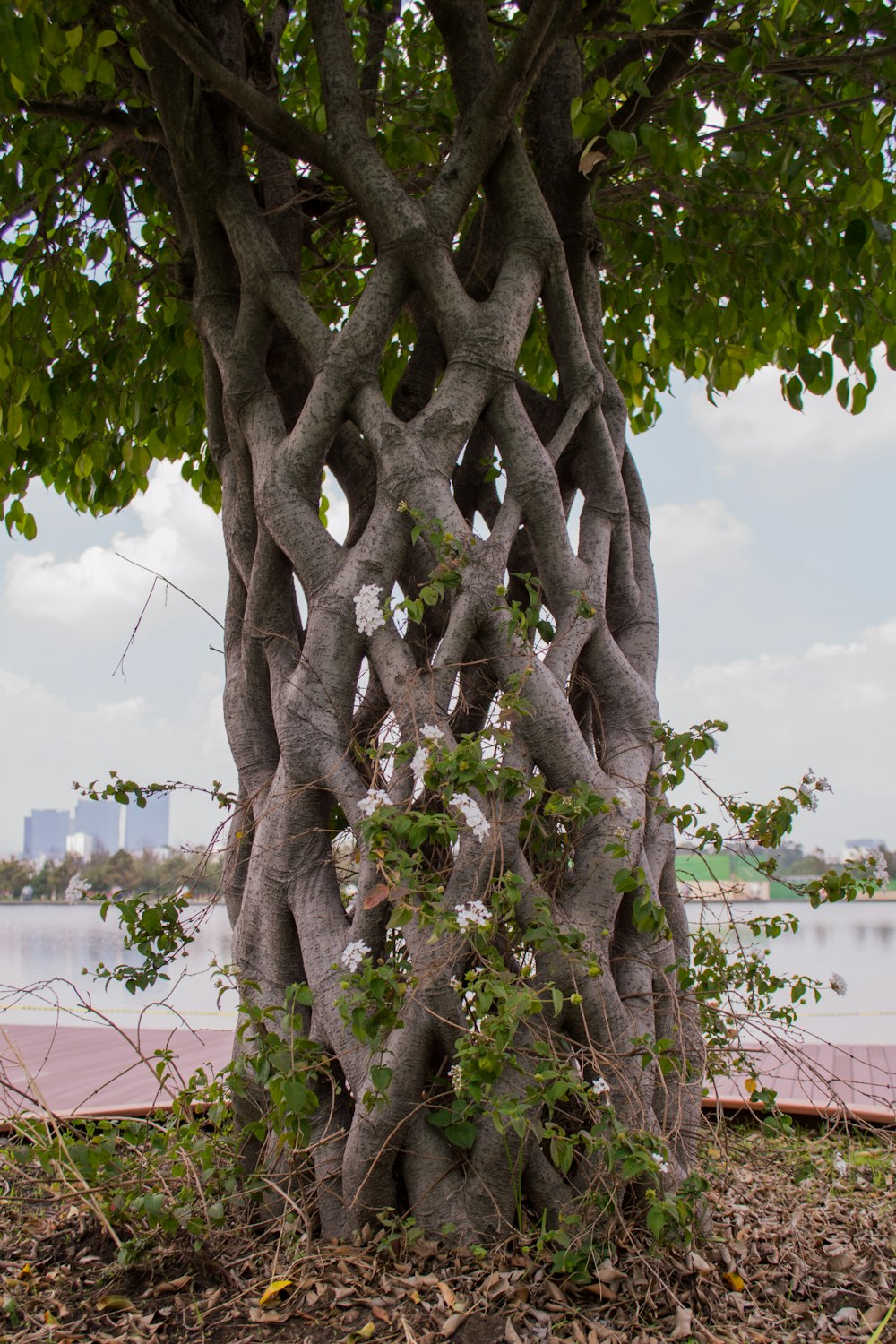 a very large tree with a very long trunk