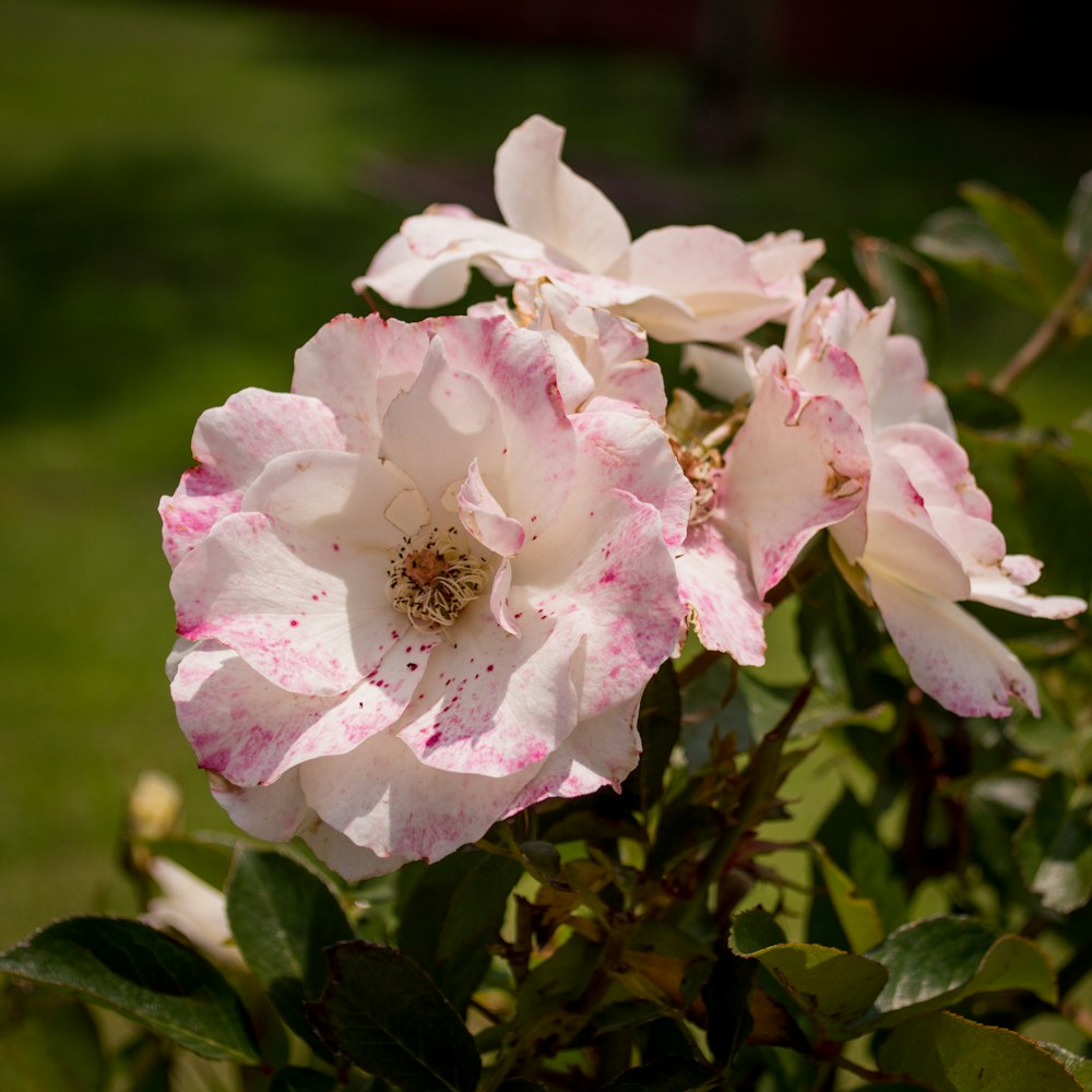 a close up of a pink flower on a bush