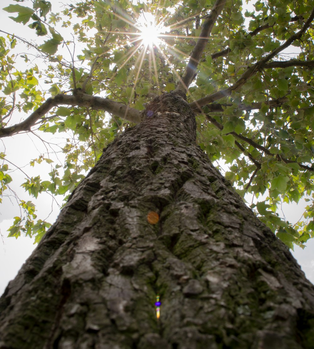 looking up at a tree with the sun shining through the leaves