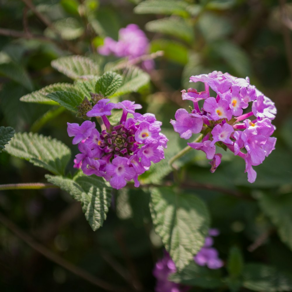 a close up of a purple flower with green leaves