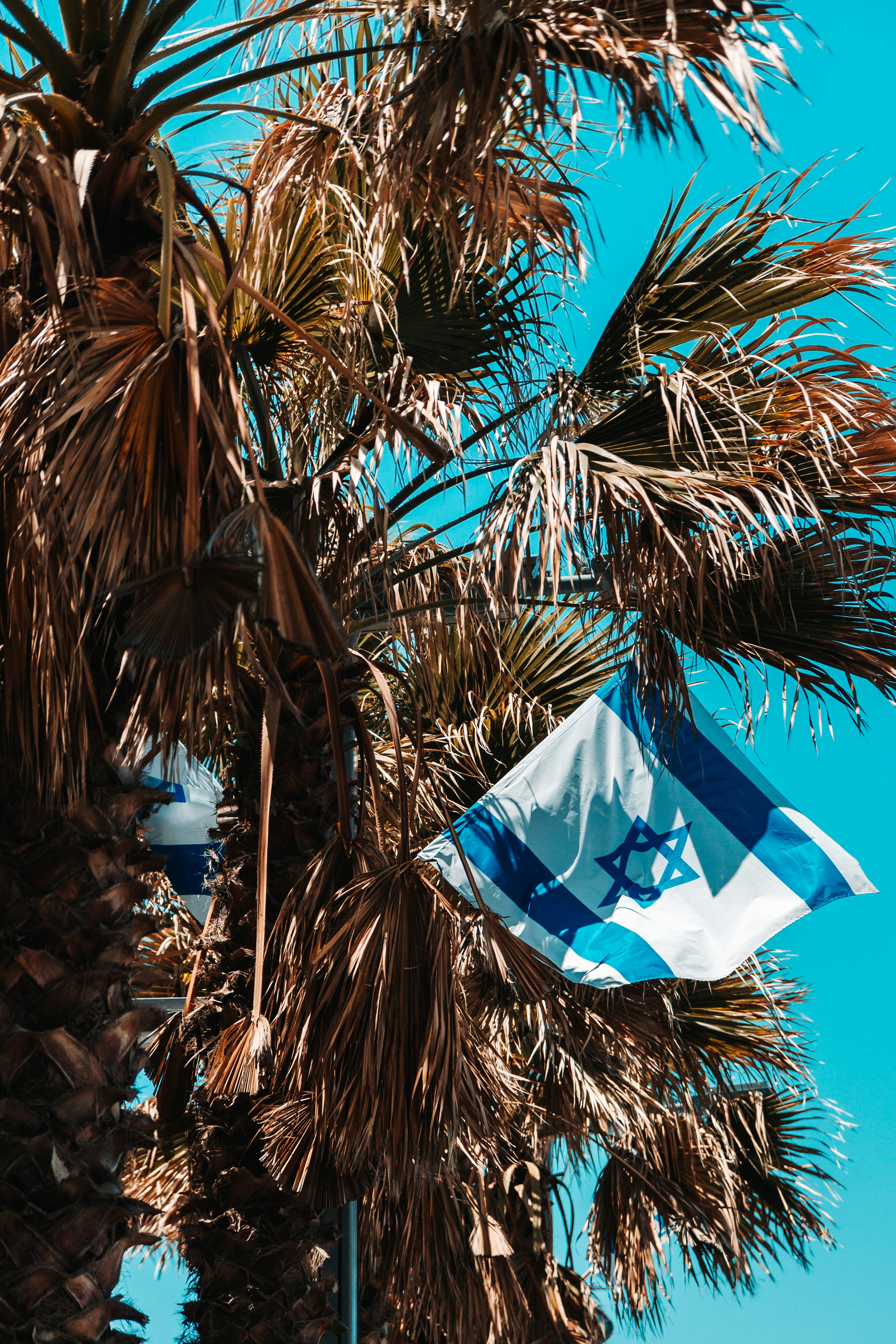 a flag is hanging from a palm tree