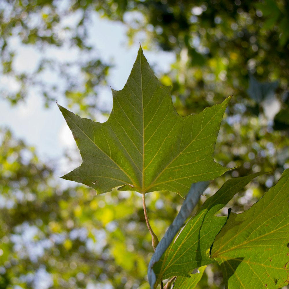 a green leaf that is on a tree