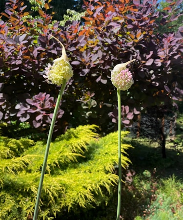 Curating a Premium Collection of Rare Plants for Your Home