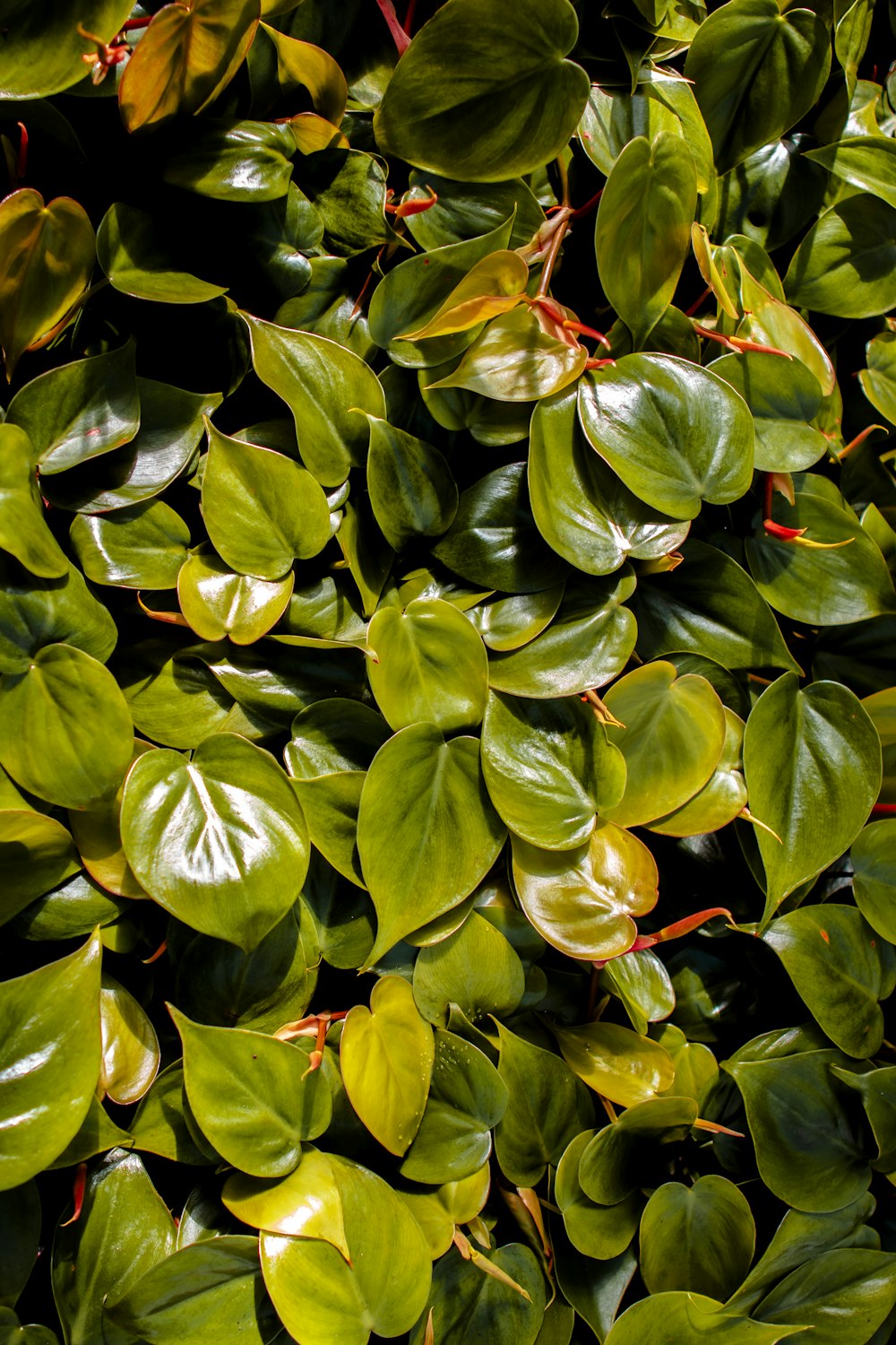 a close up of a bunch of green leaves