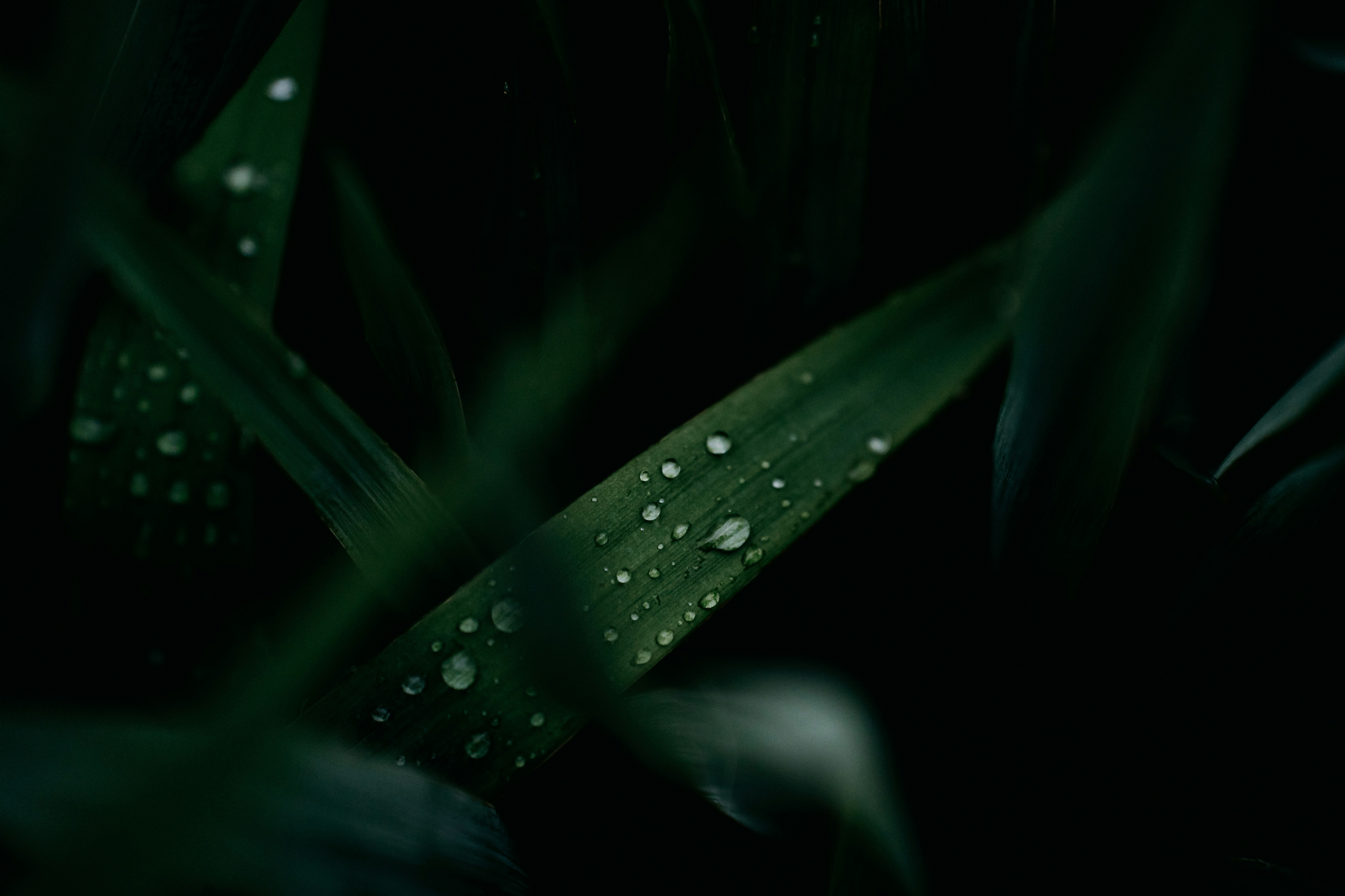 Photo by khodzinskyi