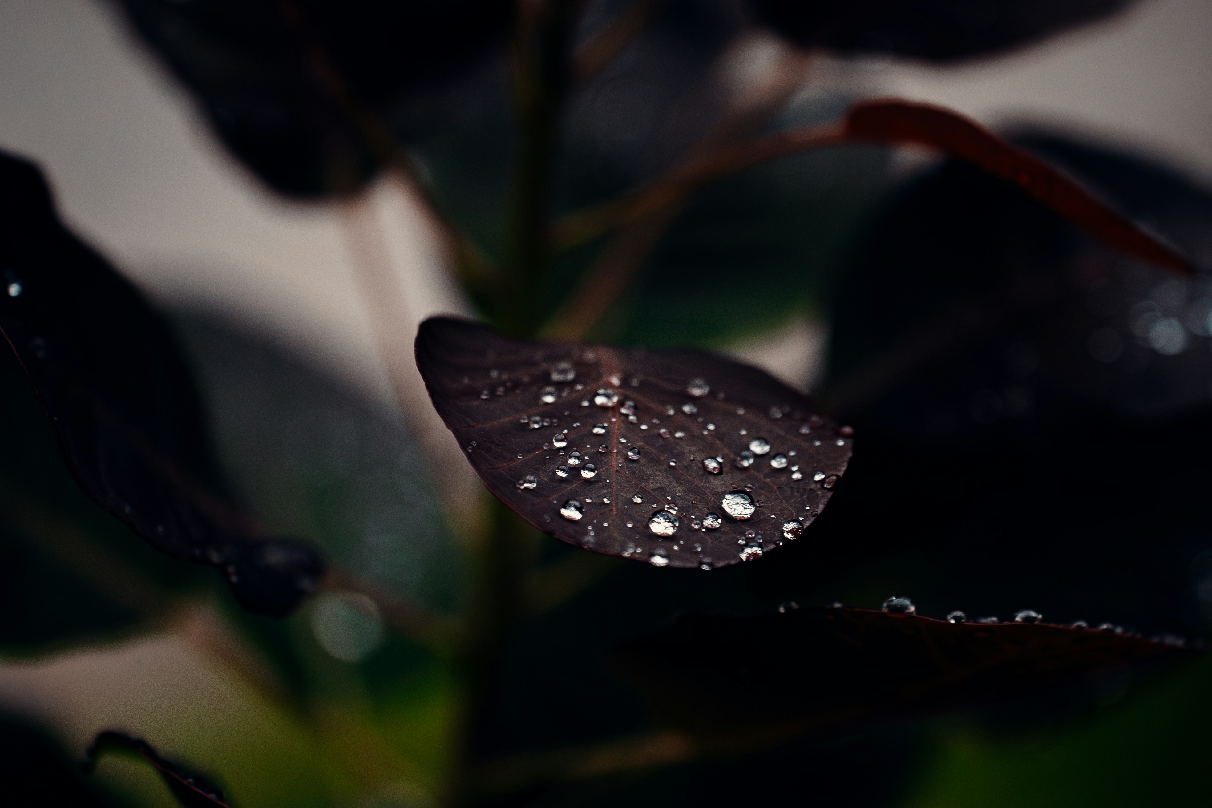 Photo by khodzinskyi