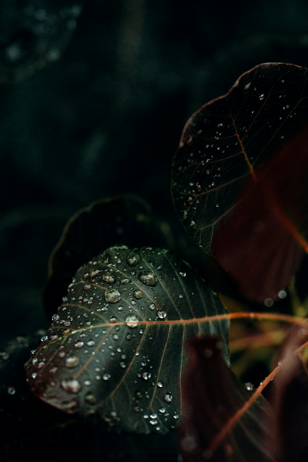 a close up of a leaf with drops of water on it