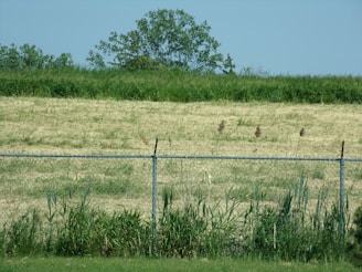 A chain-link fence runs horizontally across the foreground with grass and weeds growing at its base. Beyond the fence, a field stretches out with patches of short, dry grass interspersed with some taller plants. In the background, a row of lush green trees stands against a clear blue sky.