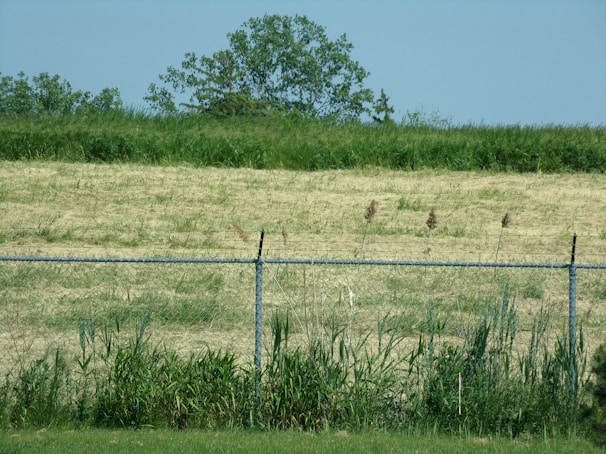 A chain-link fence runs horizontally across the foreground with grass and weeds growing at its base. Beyond the fence, a field stretches out with patches of short, dry grass interspersed with some taller plants. In the background, a row of lush green trees stands against a clear blue sky.