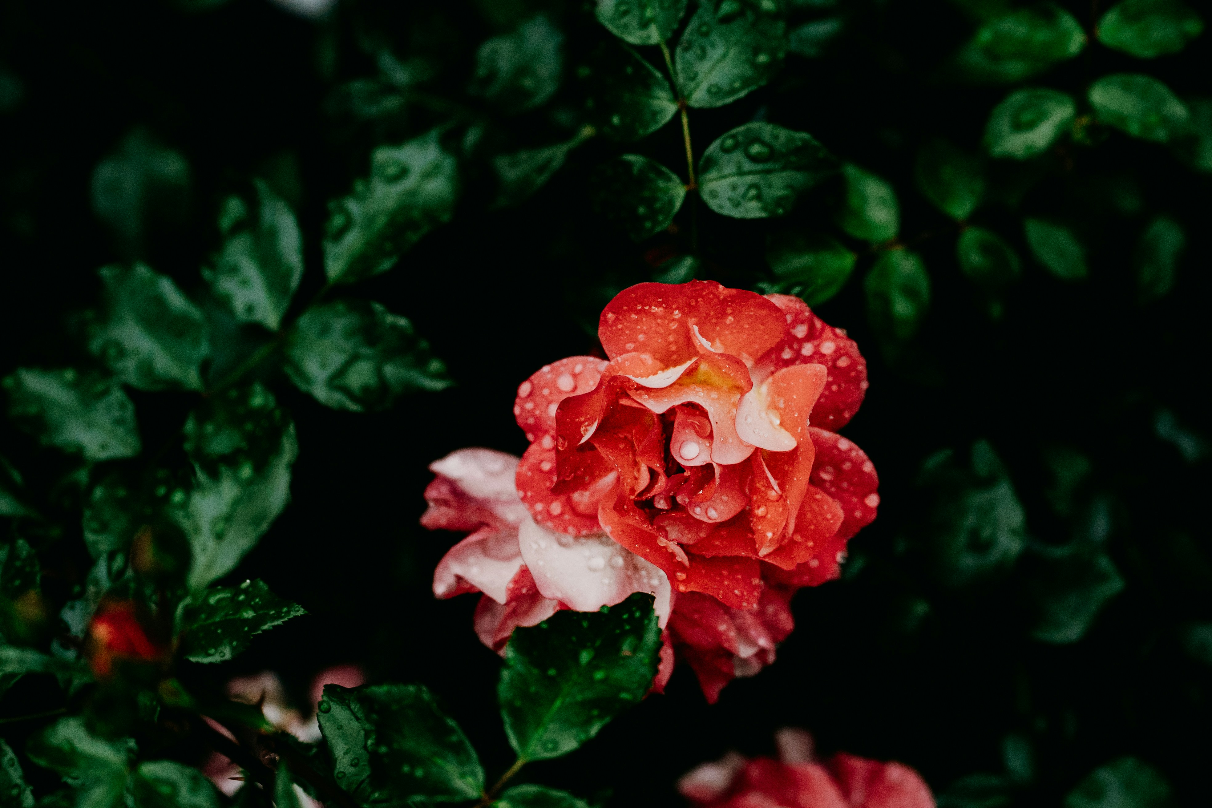 Photo by khodzinskyi