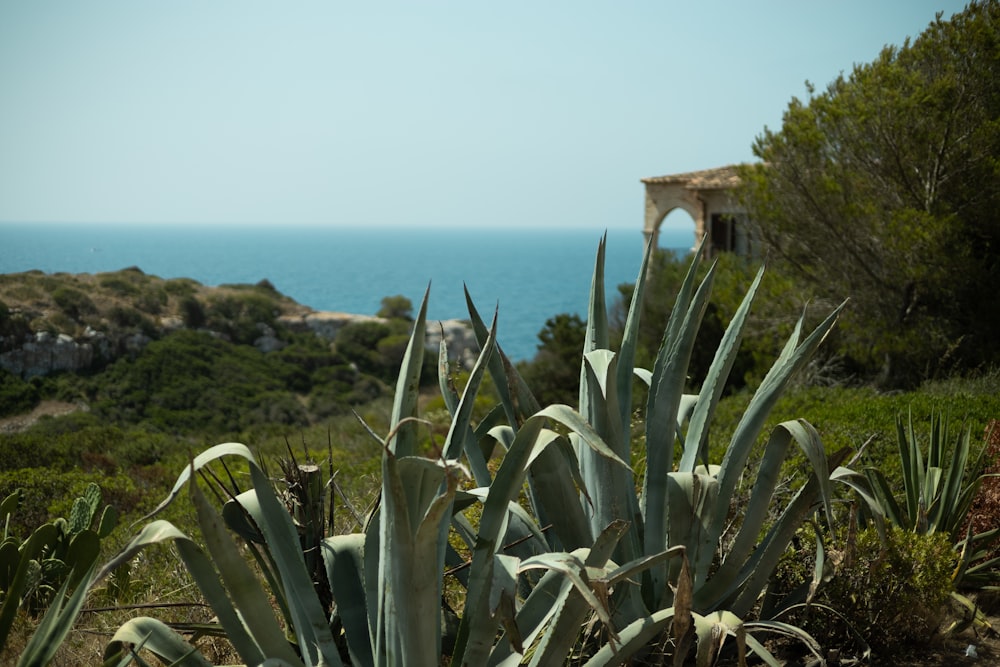 a view of the ocean from a hill top