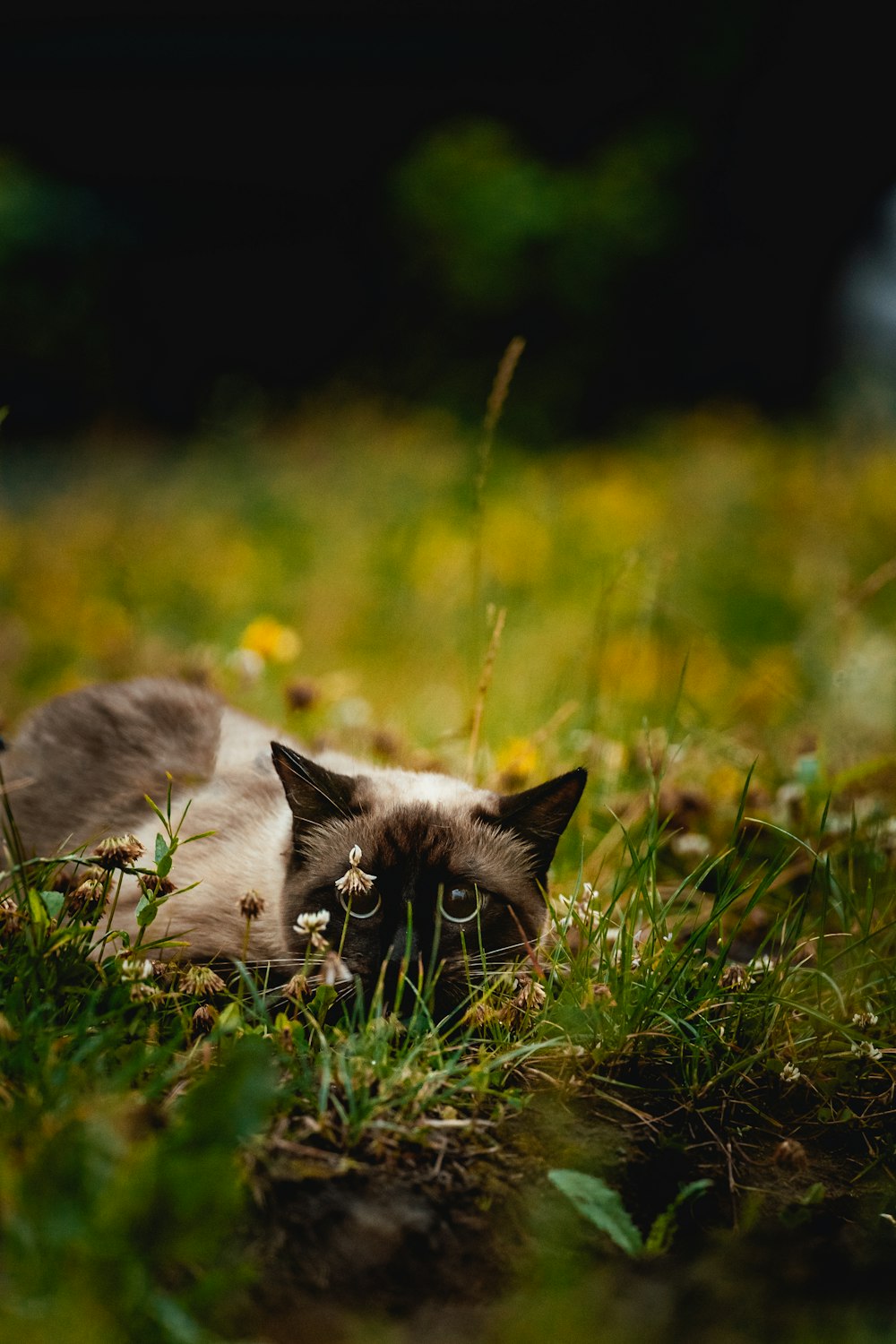 a cat laying in a field of grass and flowers