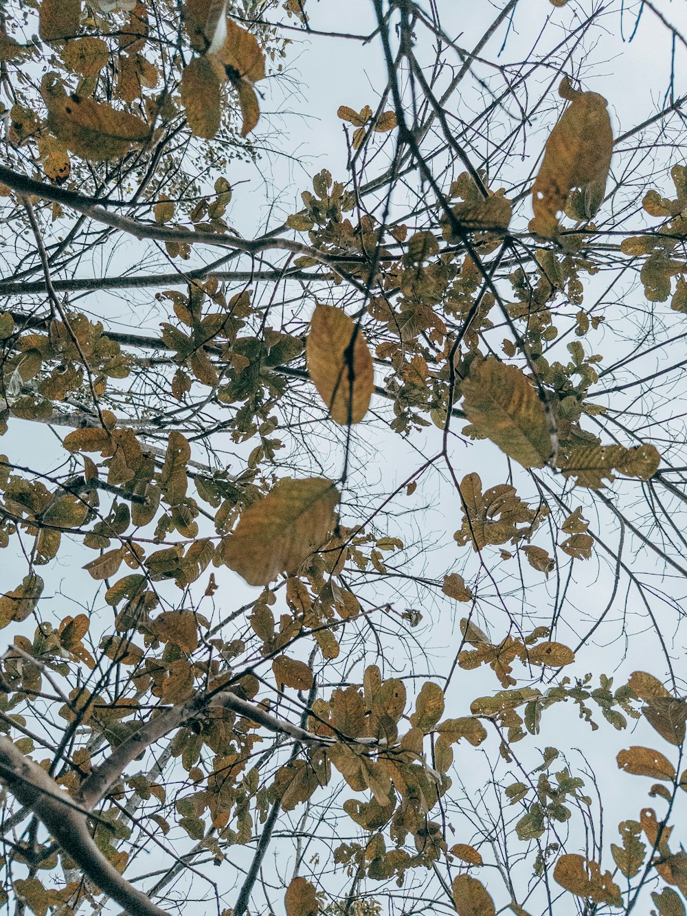 Die Blätter eines Baumes sind gelb und braun