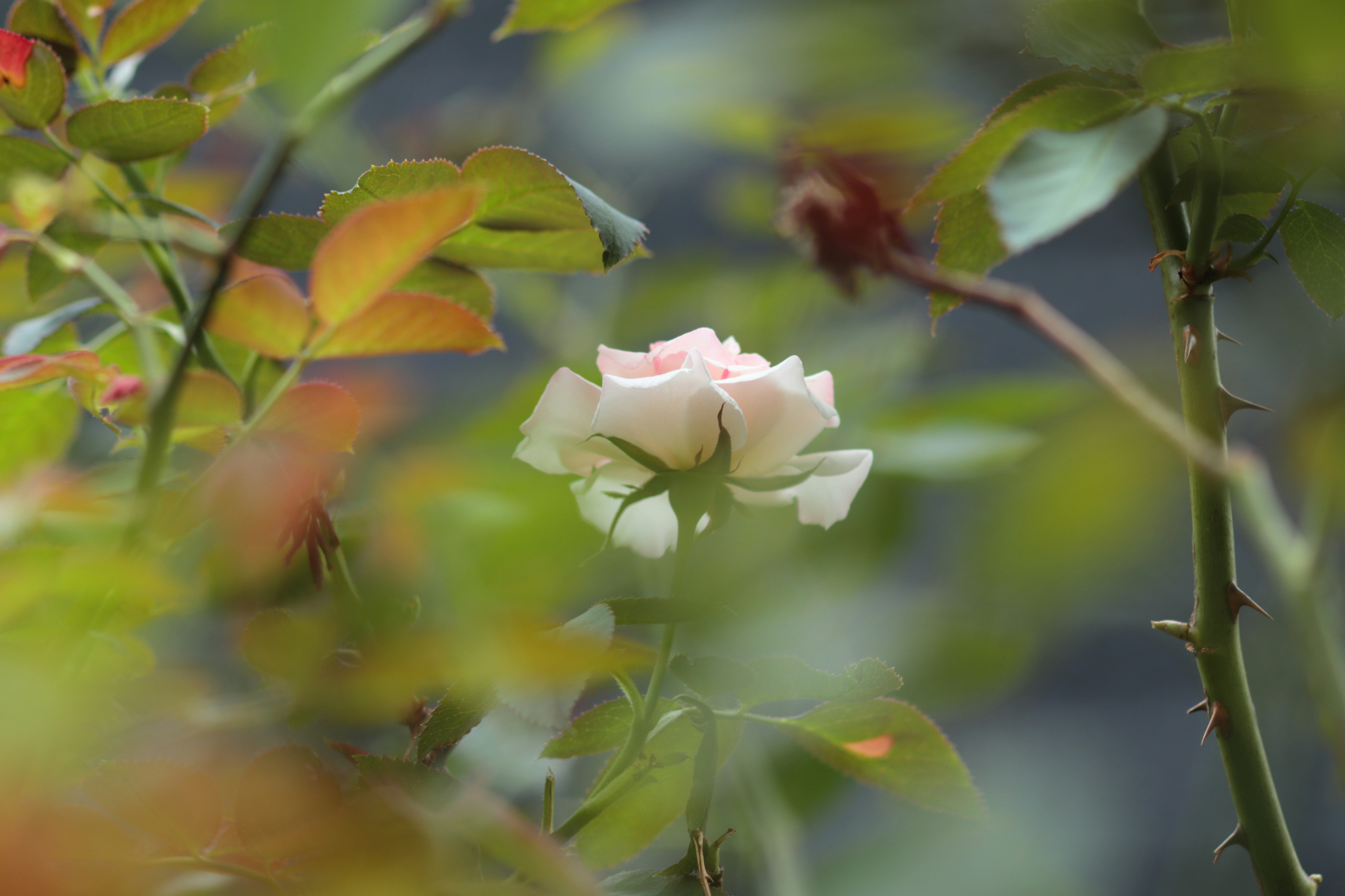 Photo by takatsuchida