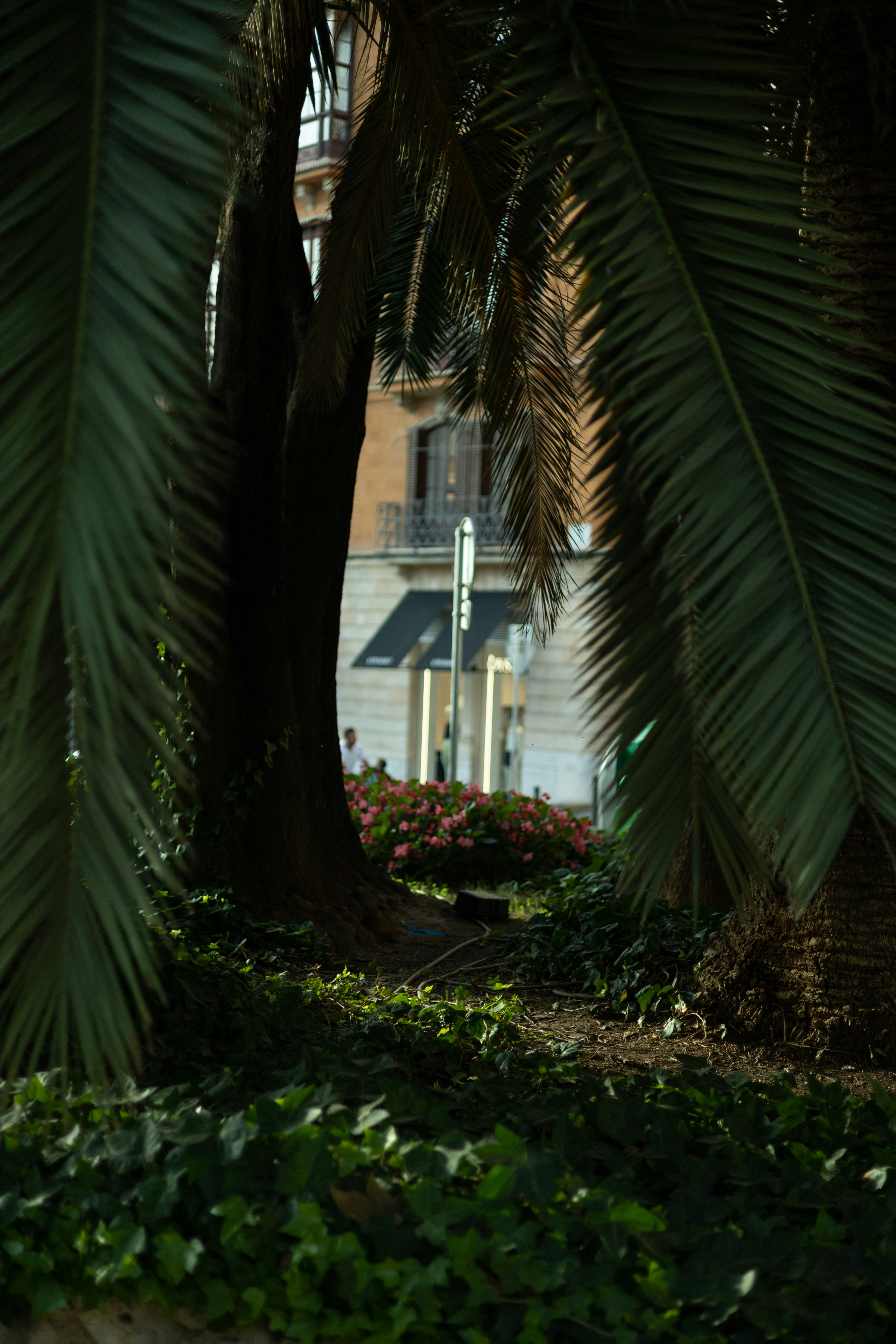 a person sitting on a bench under a palm tree