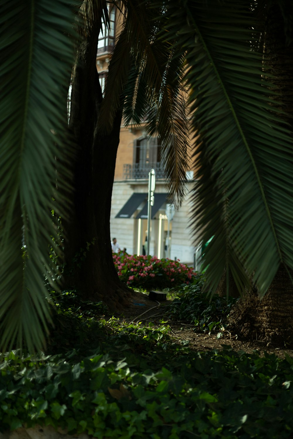 a person sitting on a bench under a palm tree