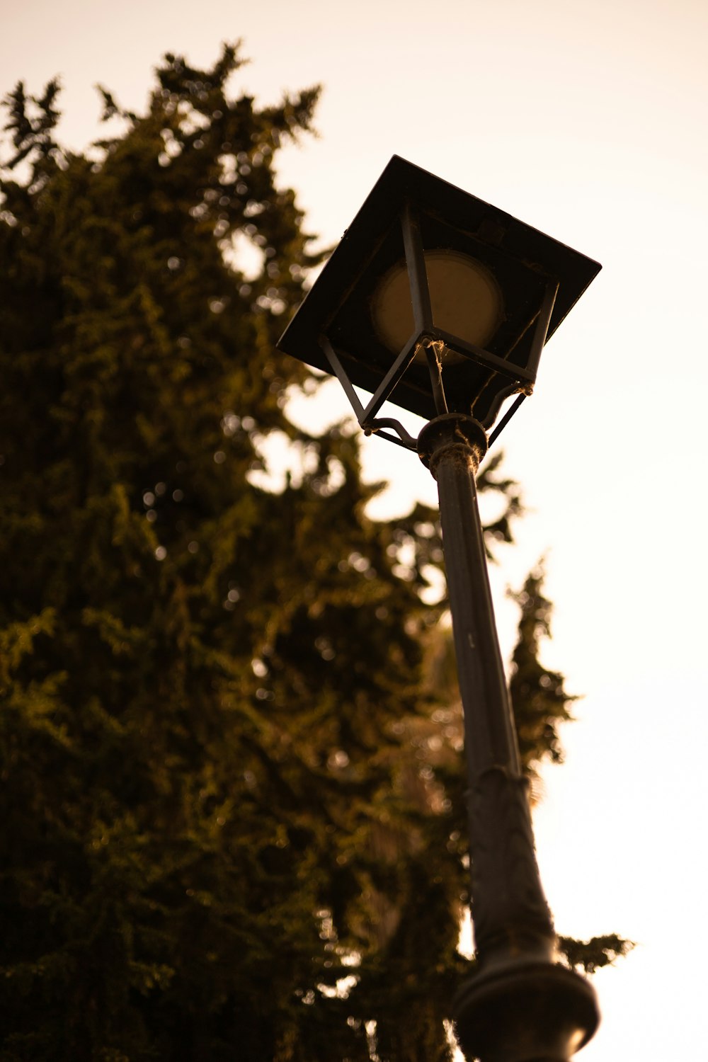 a lamp post with a tree in the background