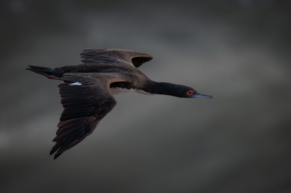 a bird flying through the air with it's wings spread