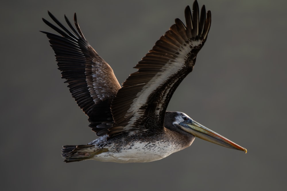 a bird with a long beak flying through the air