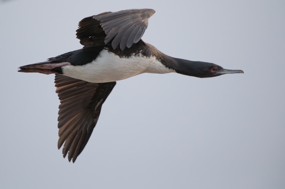 a black and white bird flying in the sky