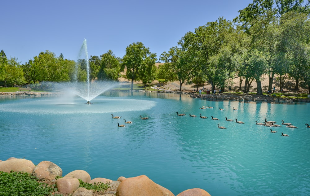 a pond filled with lots of water surrounded by trees