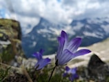 Close-up of a rare Himalayan flower blooming beside the trekking route.