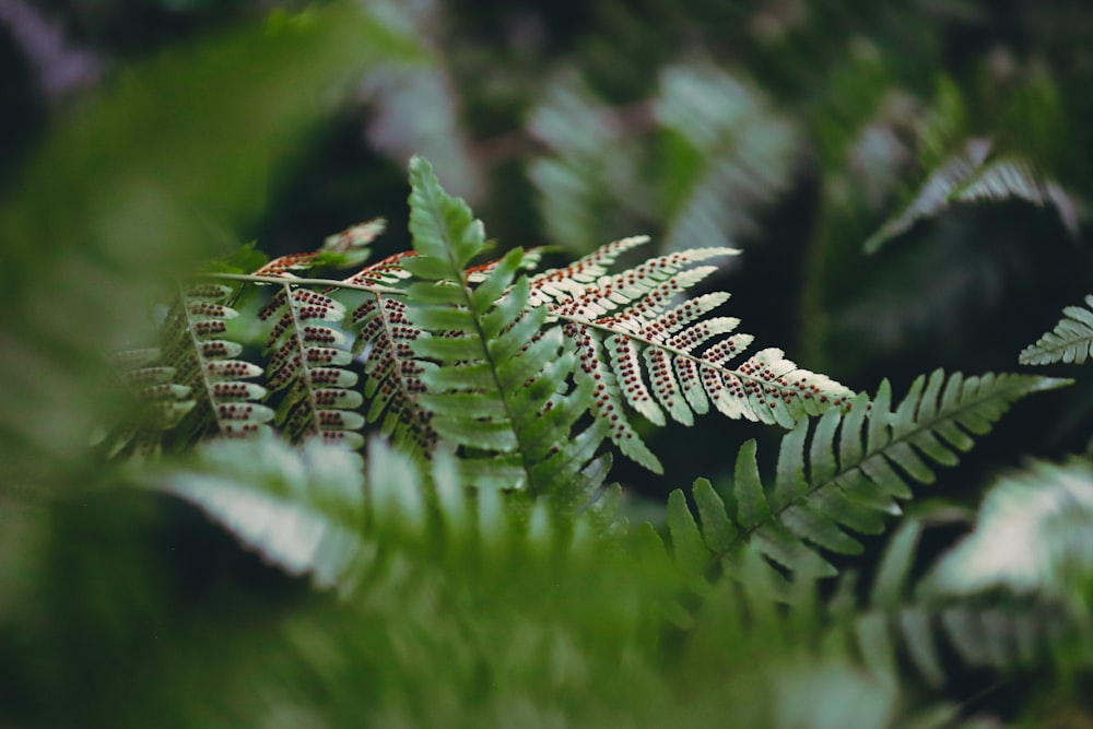 a close up of a fern plant with lots of leaves